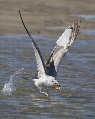 Gull takes off with crab.jpg