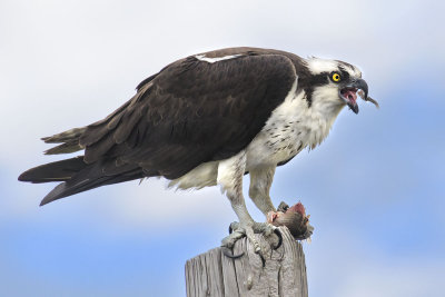 Osprey eats fish on  post.jpg