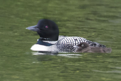 Loon with baby 2.jpg
