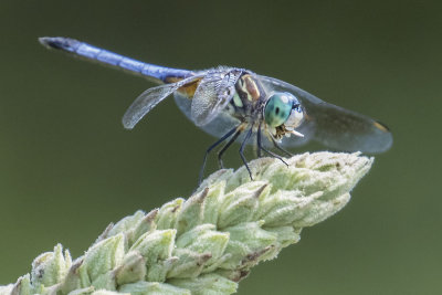 Dragonfly eats insect 2.jpg