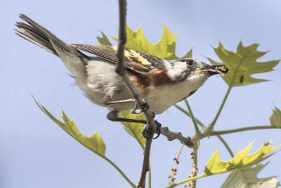 Bay-breasted warbler with ant.jpg