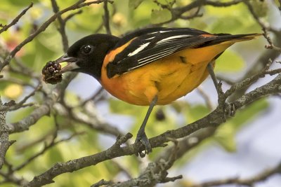 Oriole with mulberry 2