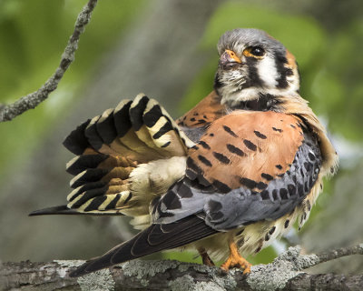 Kestral with tail up.jpg