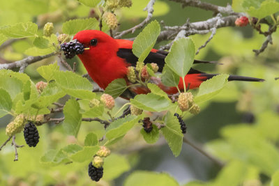Scarlet Tanager with mulberry.jpg