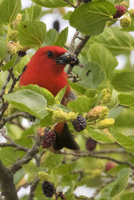 Scarlet Tanager with mulberry 3.jpg