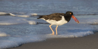 Oystercatcher with oyster.jpg