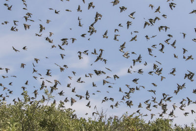 Tree Swallow flock at Plum.jpg