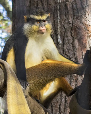 Wolfs Guenon monkey.jpg