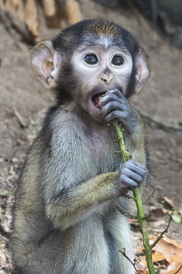 Patas Monkey baby chewing.jpg