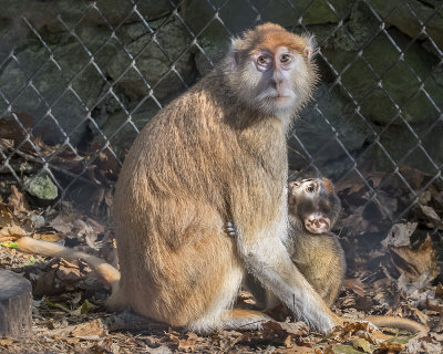 Patas monkey mom with baby suckling her.jpg