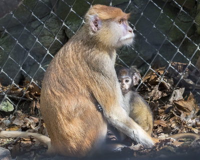 Patas monkey with baby.jpg