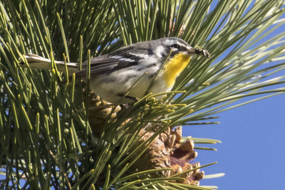 Yellow-throated warbler with fly.jpg