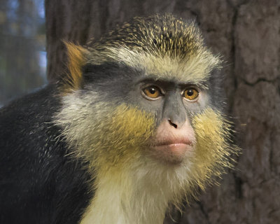 Wolfs Guenon monkey portrait.jpg
