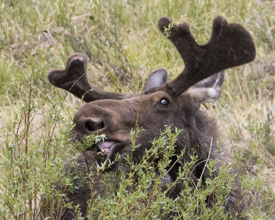 Moose munches on willows.jpg