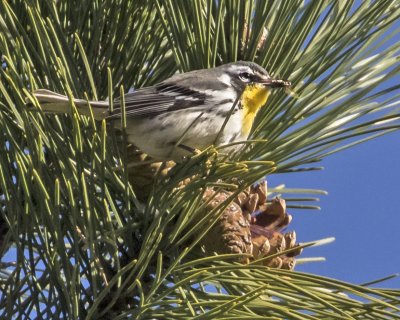 Yellow-throated Warbler with fly2