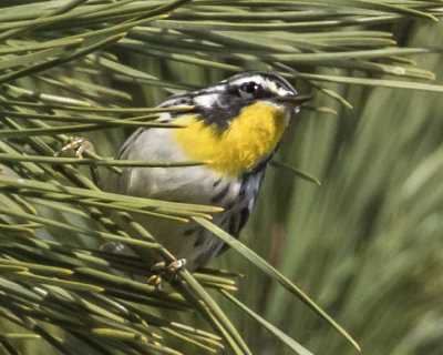 Yellow-throated Warbler 2.jpg