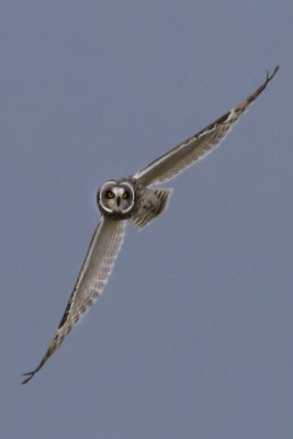 Short-eared Owl soaring.jpg