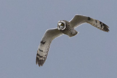 Short-eared Owl flying.jpg