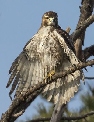 Juvenile Red-tailed Hawk dries after bathing.jpg
