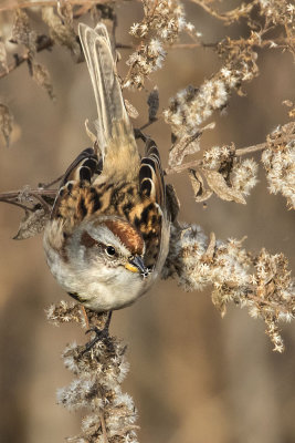 Tree Sparrow on plant.jpg