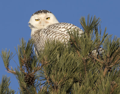 Snowy Owl staring from pine.jpg