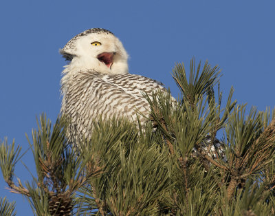 Snowy Owl yells on pine.jpg