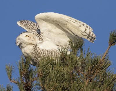 Snowy Owl about to take off.jpg