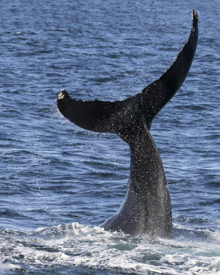 Humpback whale tail high.jpg