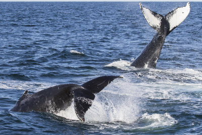 Humpback pair slamming tails.jpg