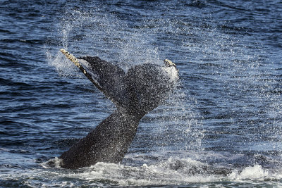 Humpback Whale tail slamming.jpg