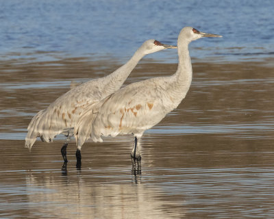 Sandhill Crane pair watching.jpg