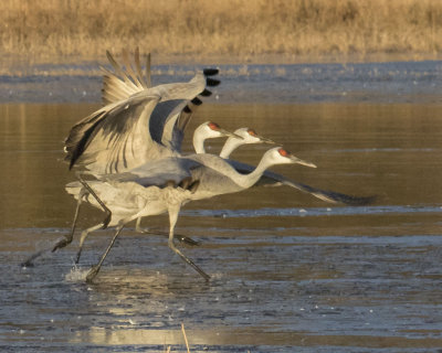 Sandhill Crane trio start to take off.jpg