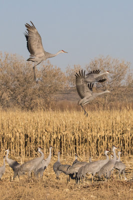 Cranes landing in field.jpg