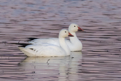 Snow geese pair in pink water.jpg