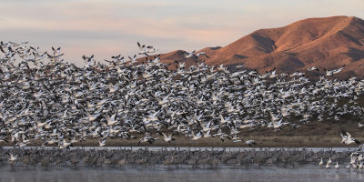 Snow geese flush at sunrise with cranes.jpg
