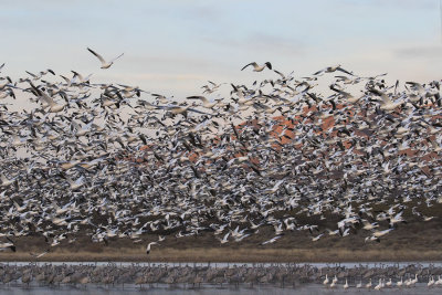Snow geese flush w cranes sunrise2.jpg