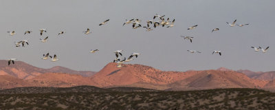 Snow geese over pink mountains.jpg