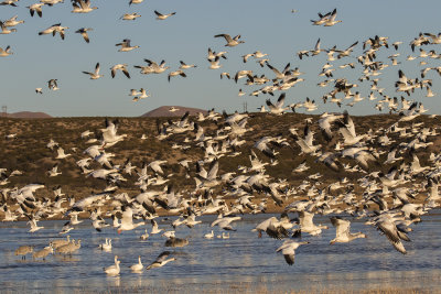 Snow goose flush.jpg