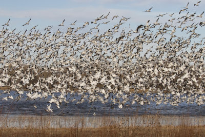 Snow geese flush at sunset3.jpg