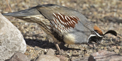 Gambels Quail.jpg