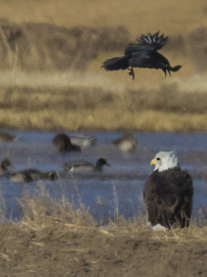 Crow yells at Eagle.jpg