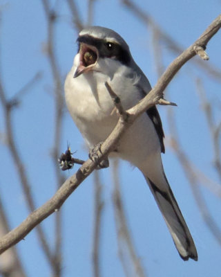 Loggerhead Shrike yells with bug.jpg