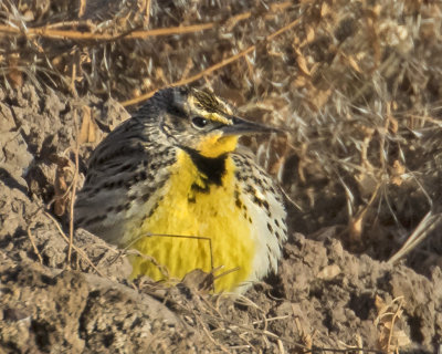 Meadowlark resting.jpg