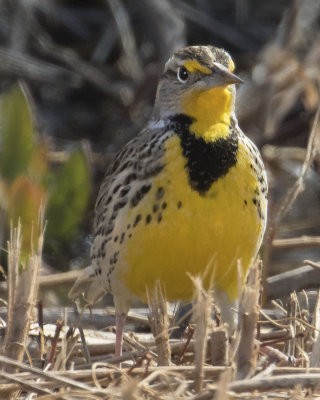 Meadowlark poses.jpg