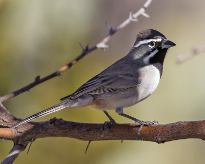 Black-throated Sparrow2.jpg