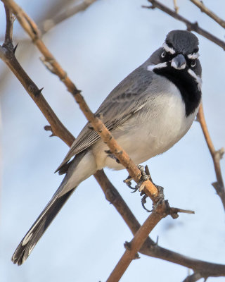 Black-throated Sparrow3.jpg