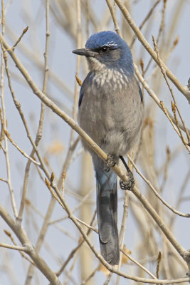 Scrub Jay.jpg