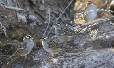 White-crowned Sparrows at drip.jpg