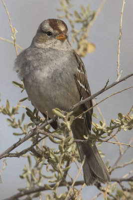 Female White-crowned Sparrow.jpg