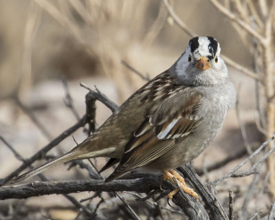 partial leucistic White-crowned Sparrow.jpg